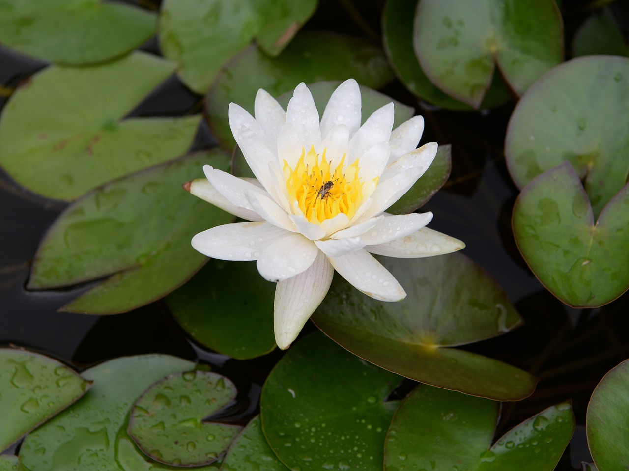 lotus  water flower  flower free photo