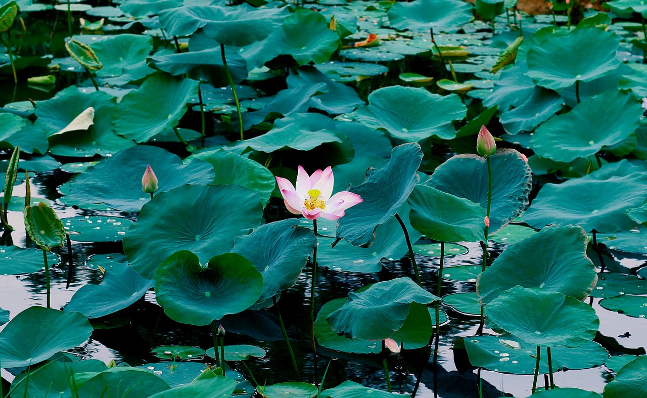 lotus  flower  nature free photo