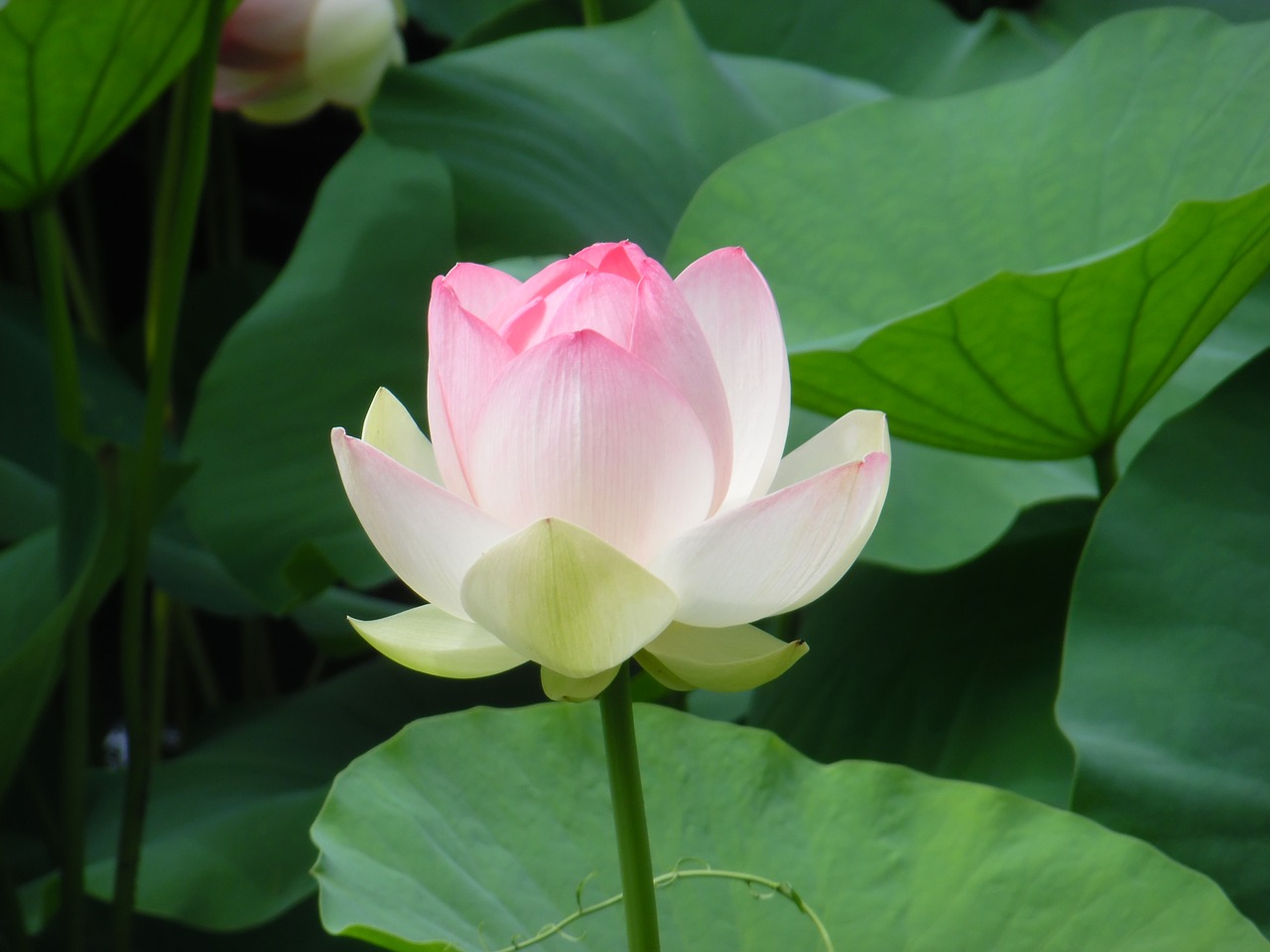 lotus  flower  pond free photo