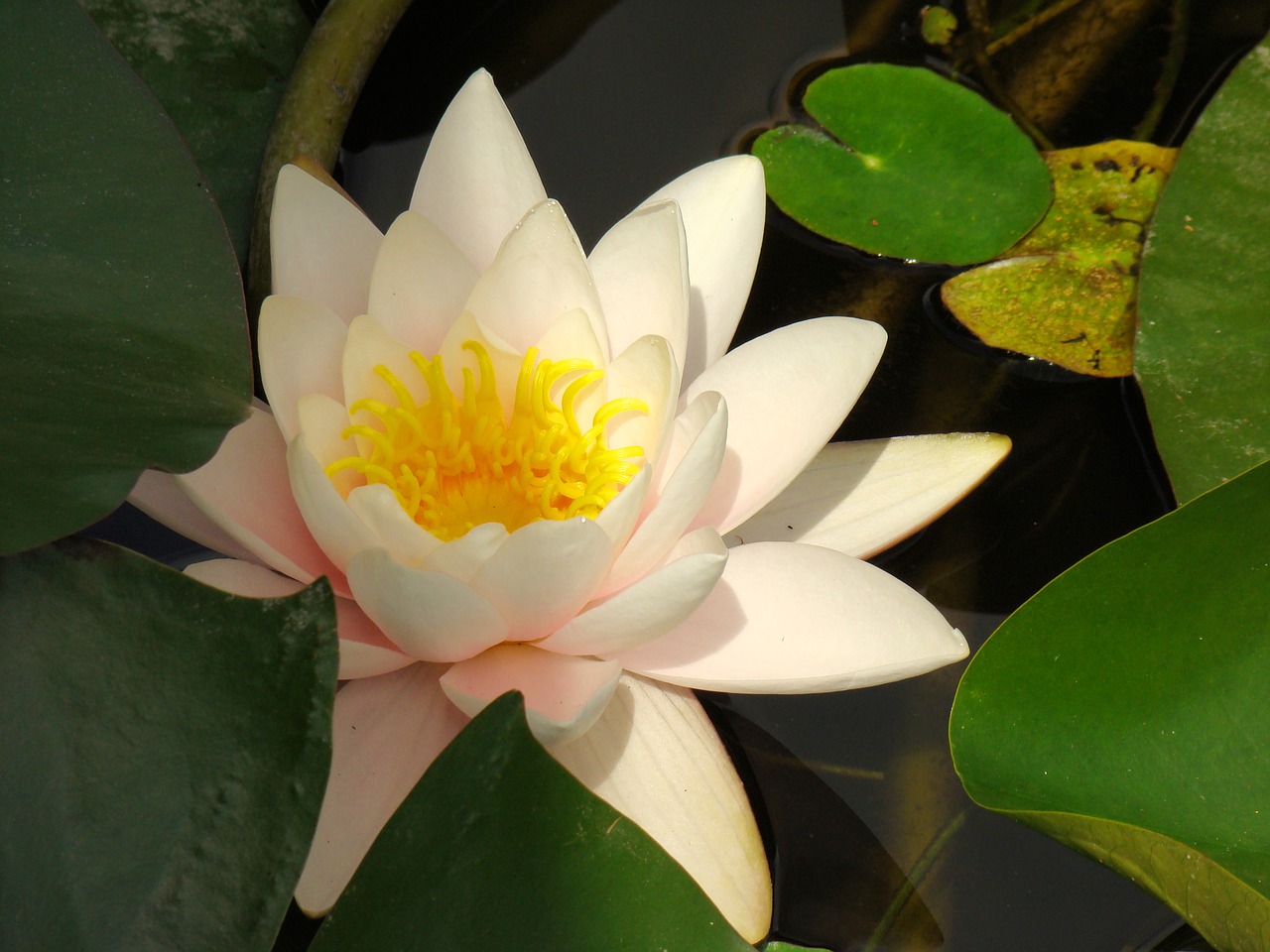 lotus  flower  nature free photo