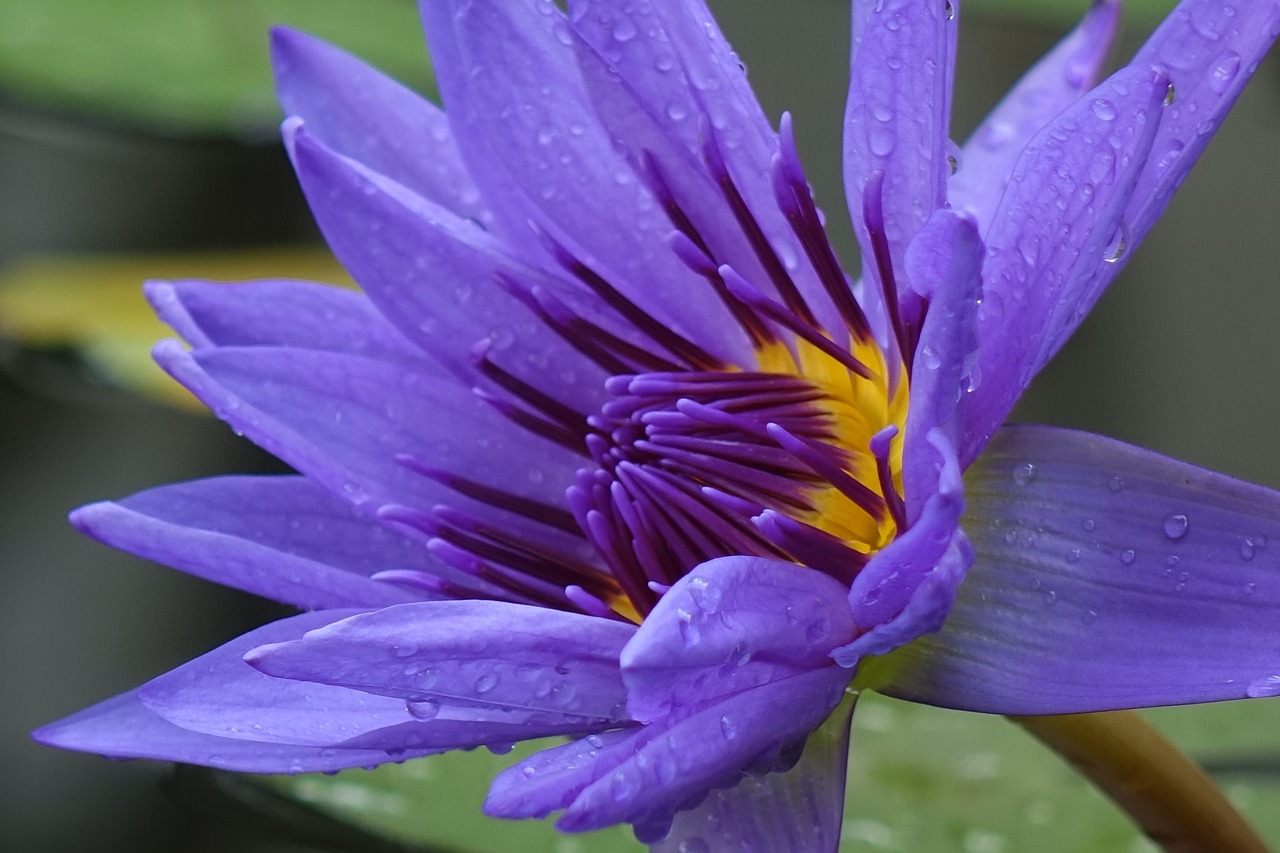 lotus  purple  the meridional lotus free photo