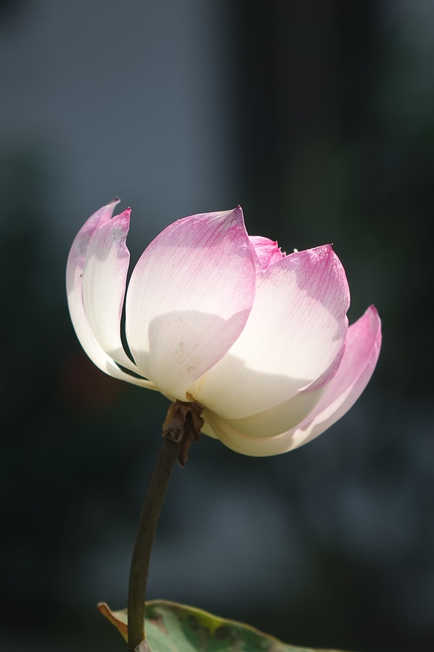 lotus  pink  water lotus free photo