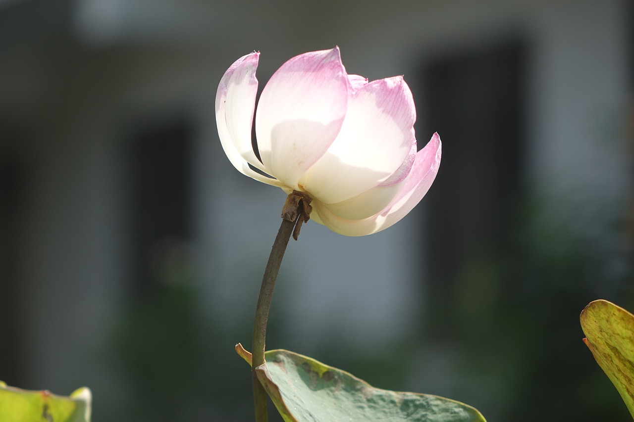 lotus  pink  water lotus free photo