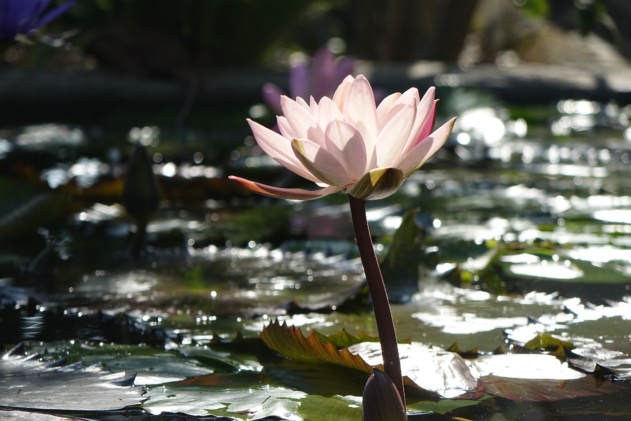 lotus  pink  water lotus free photo