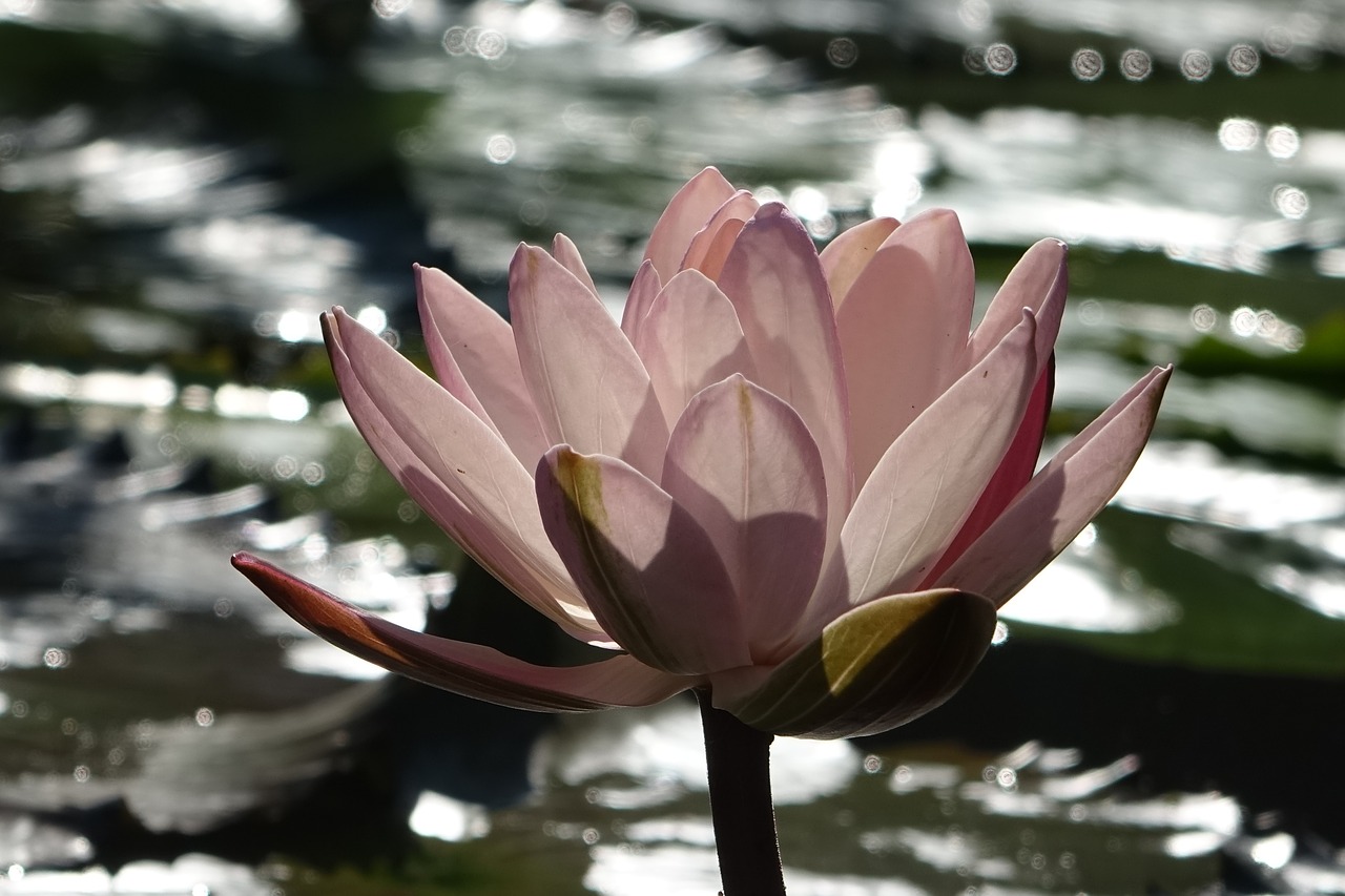 lotus  pink  water lotus free photo