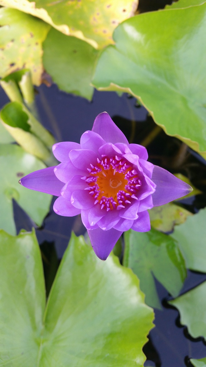 lotus  wood decor  home and garden free photo