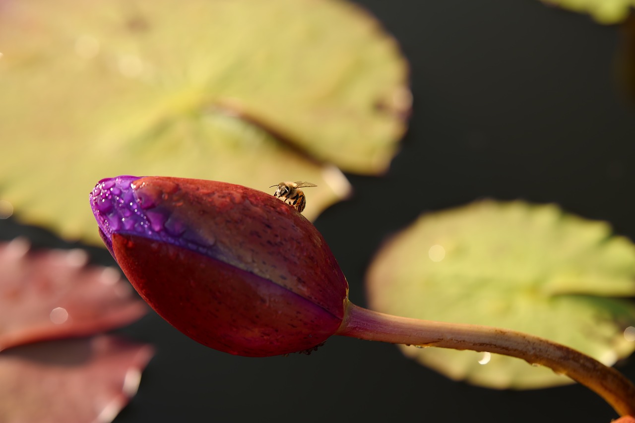 lotus  bee  plants free photo