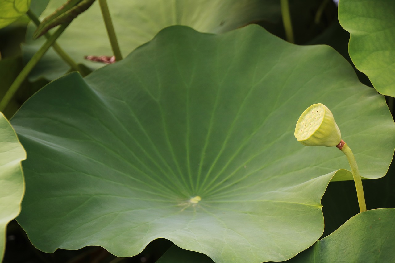 lotus  lotus leaf  green free photo