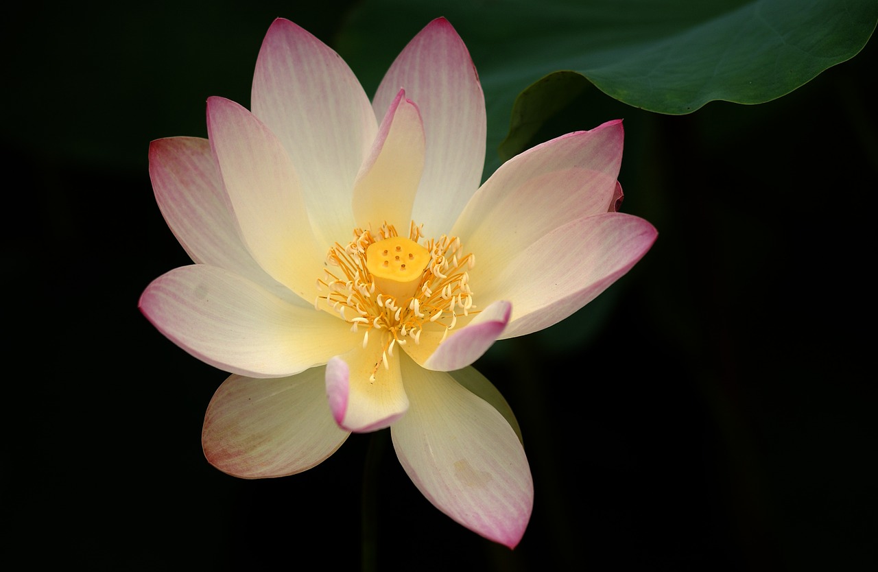 lotus  hope  light free photo