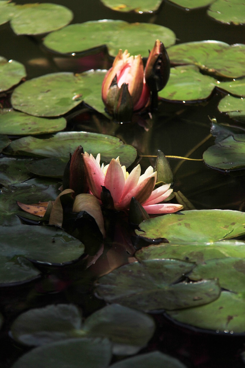 lotus  river  lotus leaf free photo