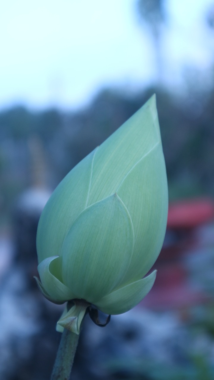 lotus  plant  flower free photo