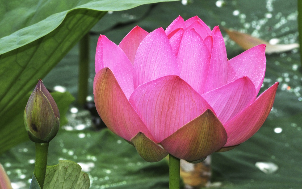 lotus  flower  pond free photo