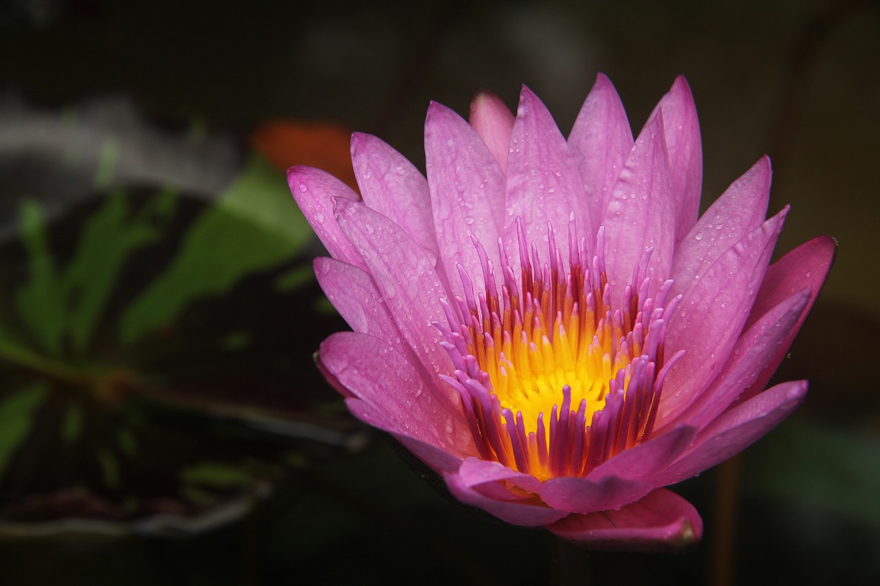 lotus fire burning free photo