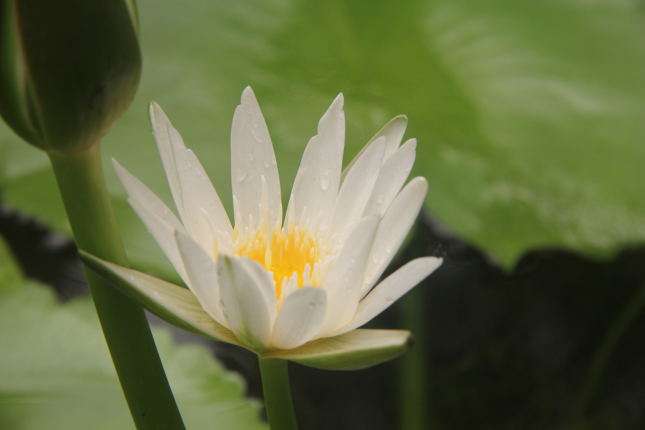 lotus dew white free photo