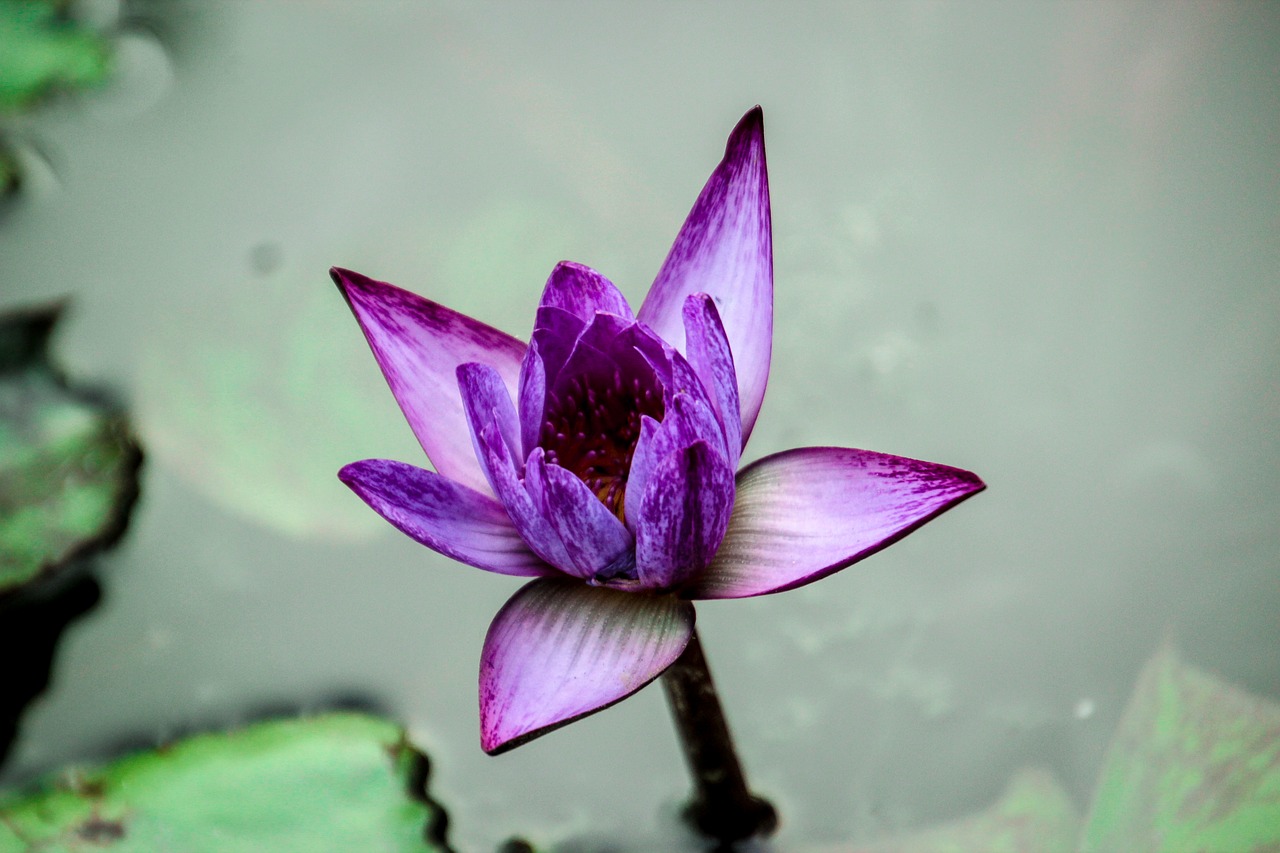 lotus  nature  flowers free photo