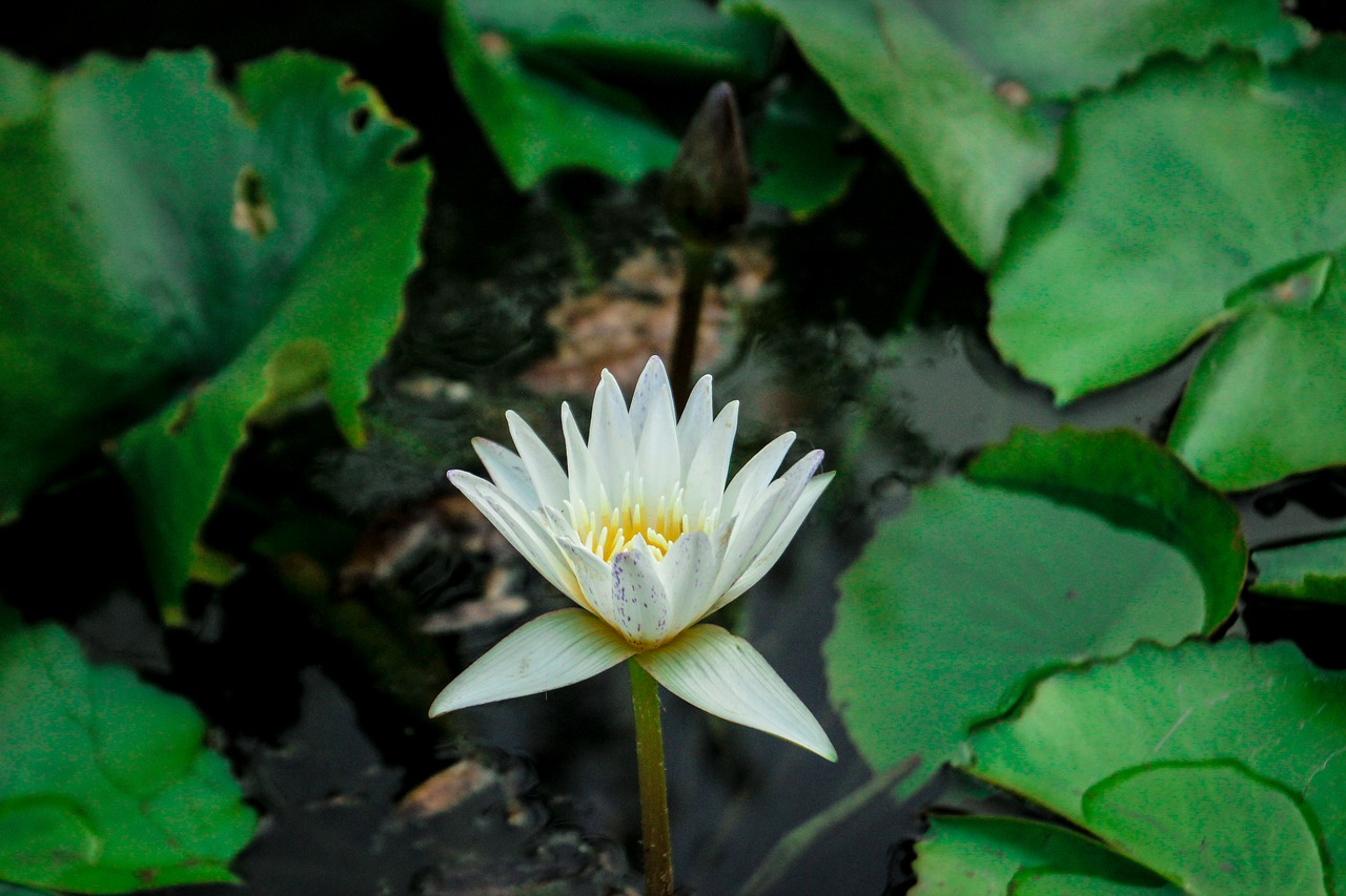 lotus  nature  flowers free photo