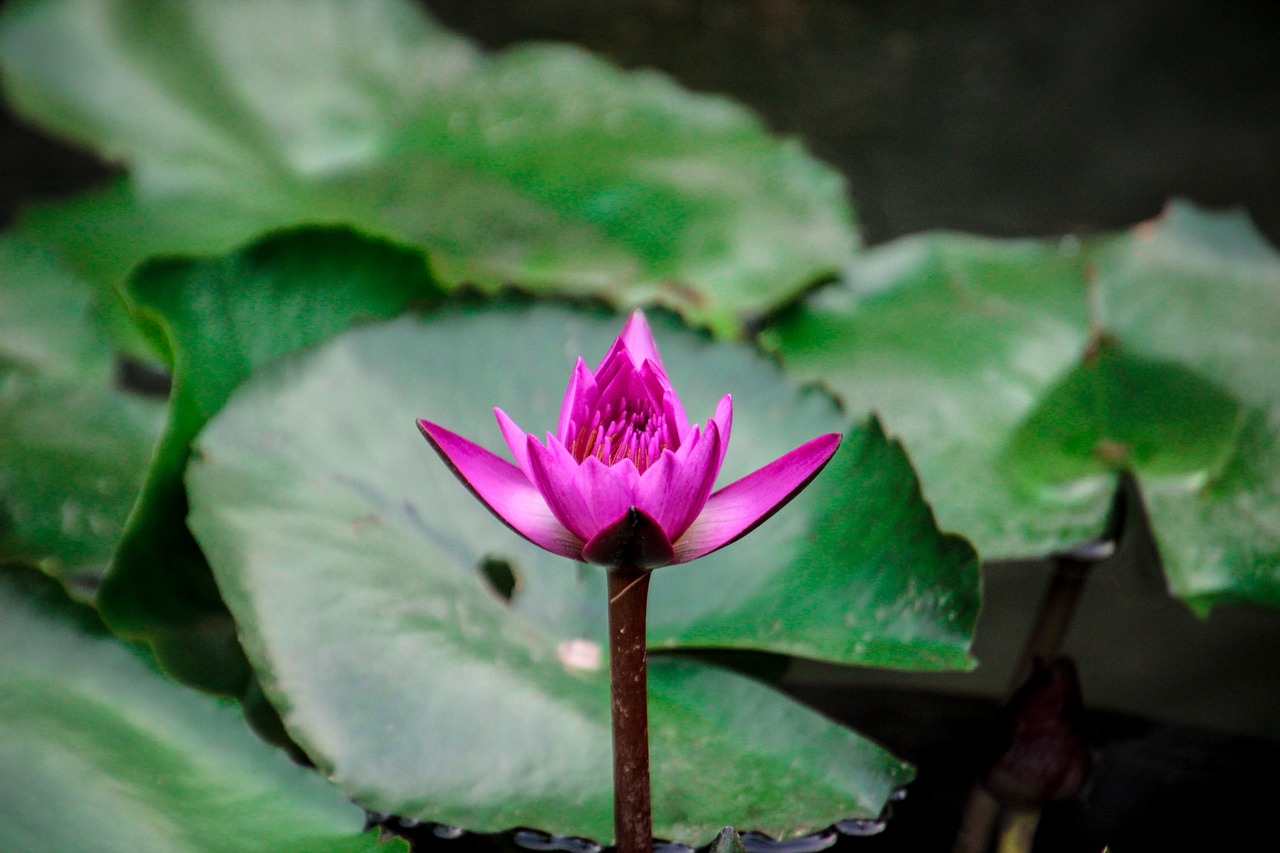 lotus  nature  flowers free photo