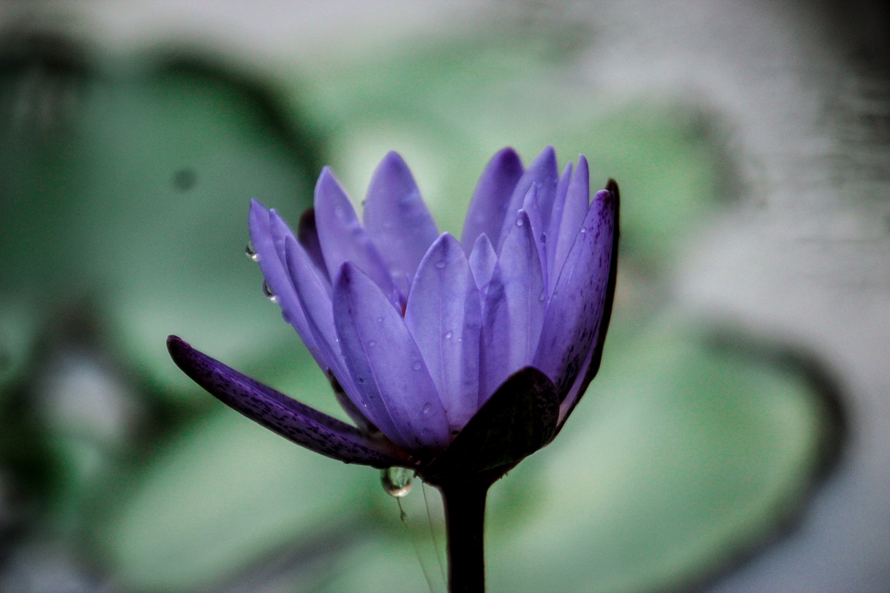 lotus  nature  flowers free photo
