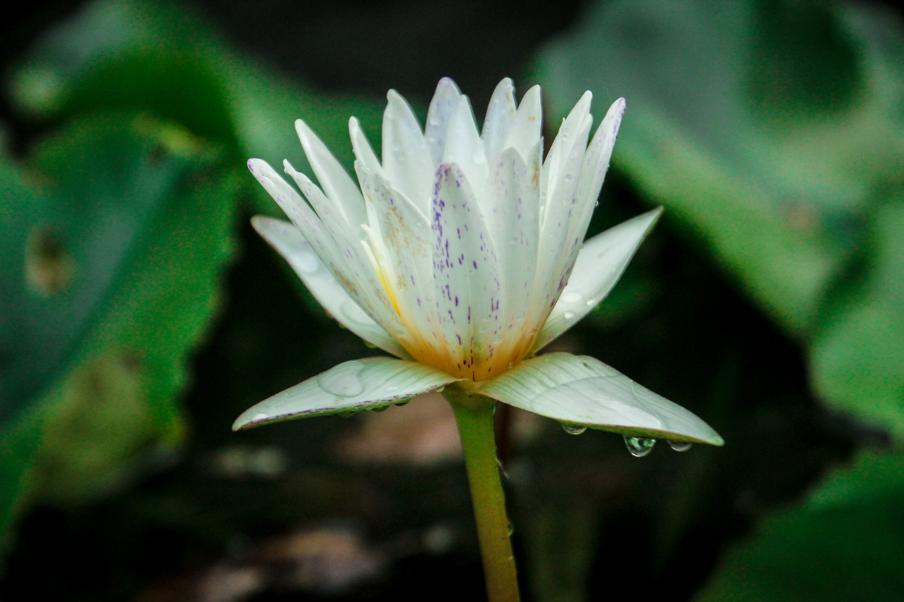 lotus  nature  flowers free photo