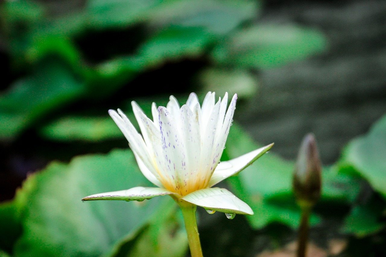 lotus  nature  flowers free photo