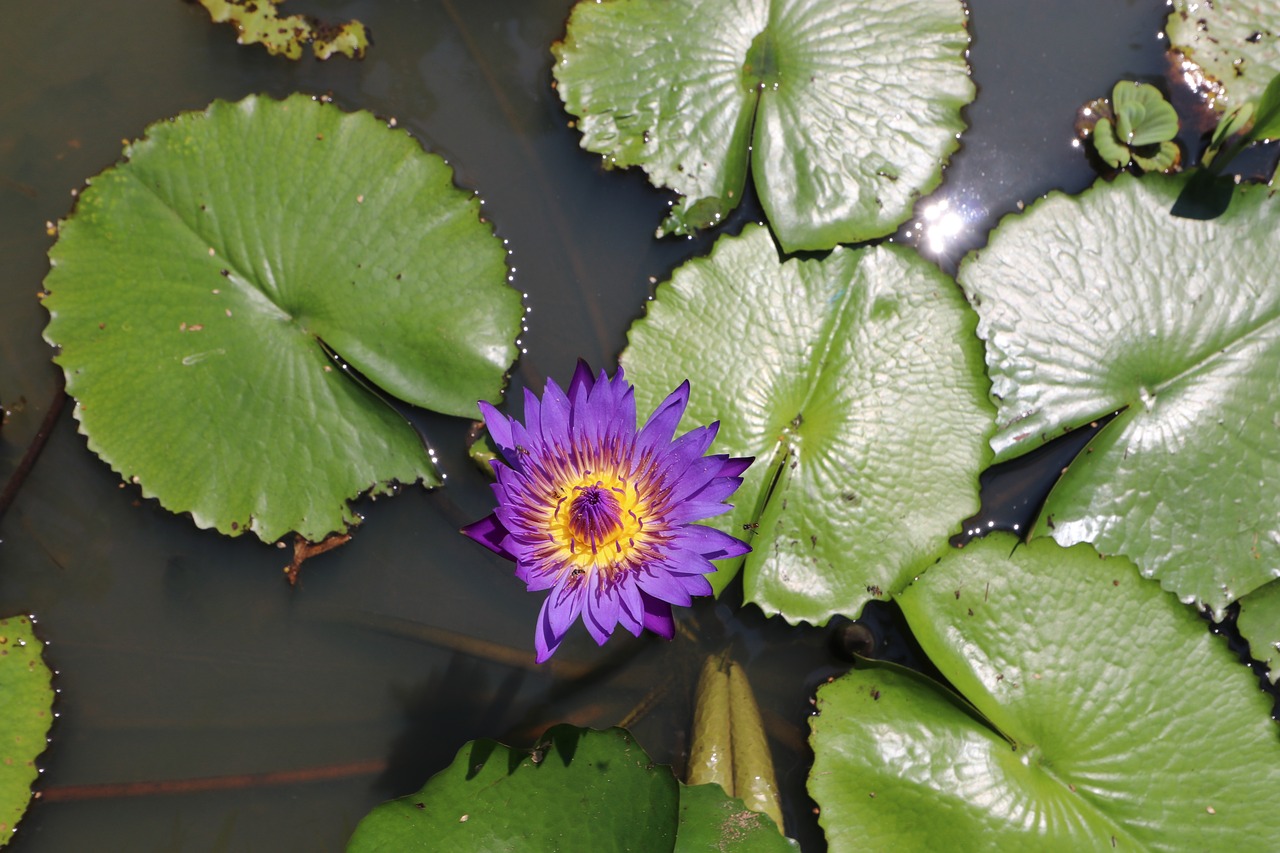 lotus  flower  pond free photo