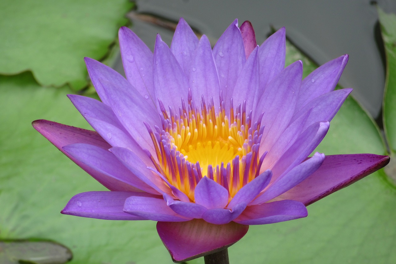 lotus  sri lanka  pond free photo