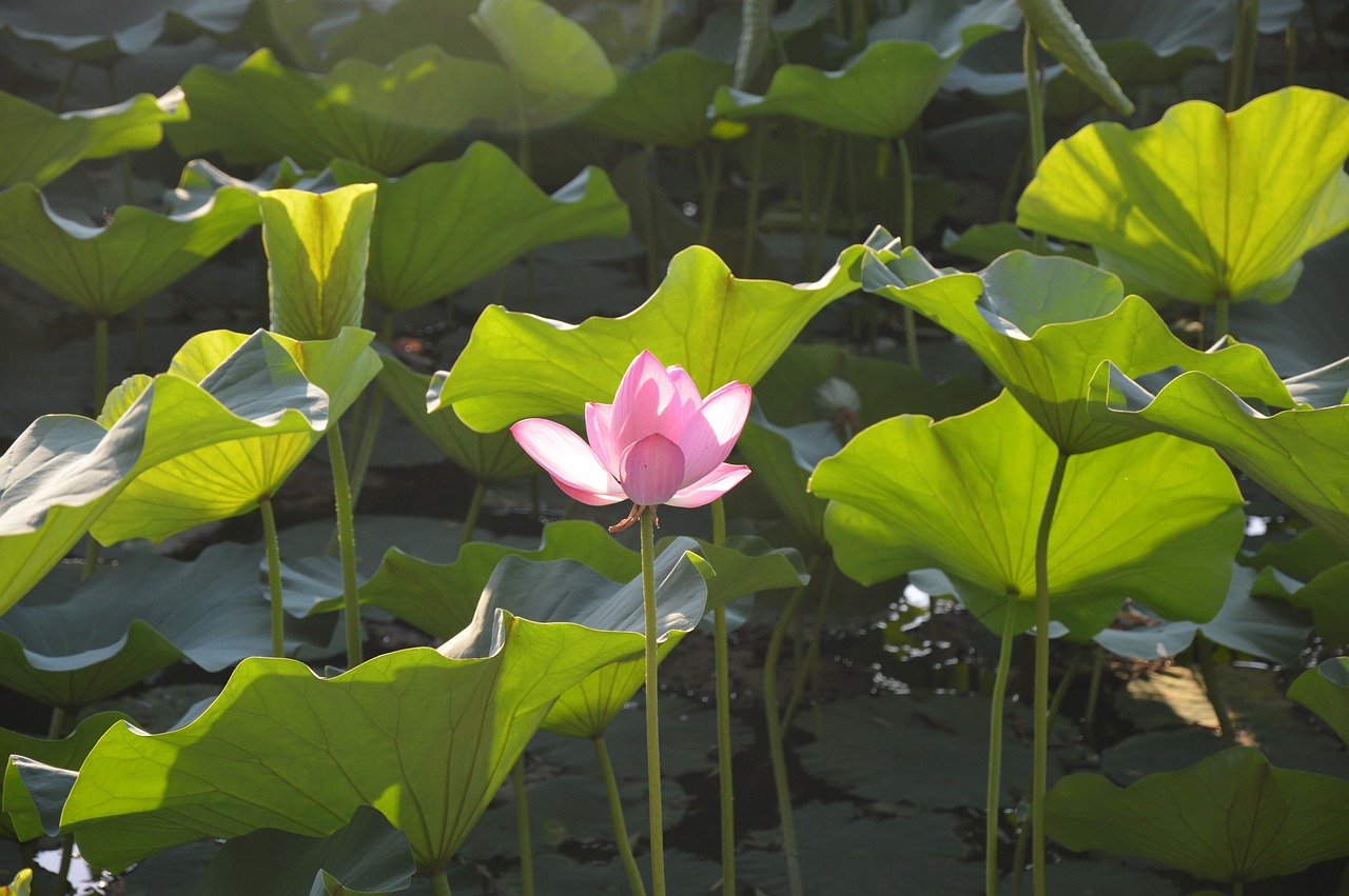 lotus lake flower free photo