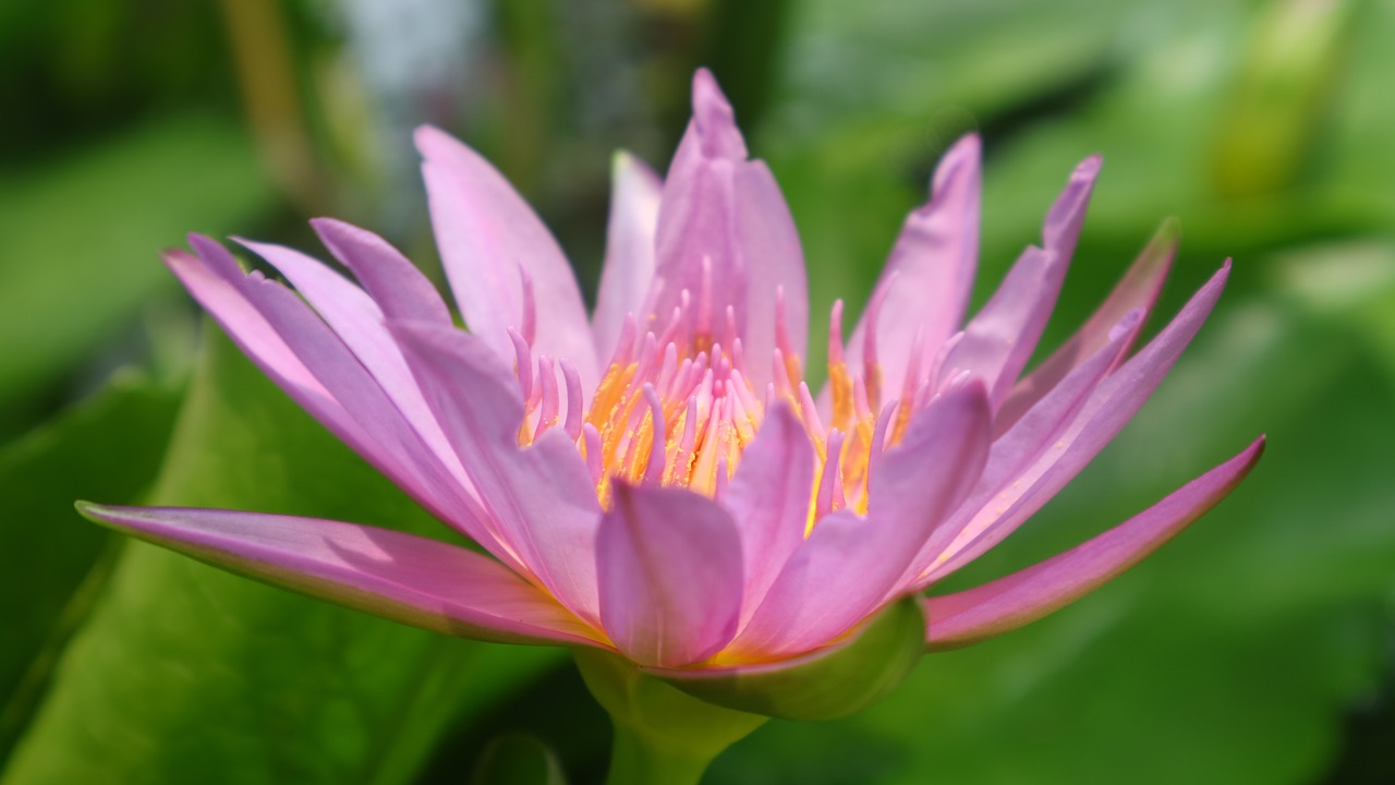 lotus  flower  garden free photo