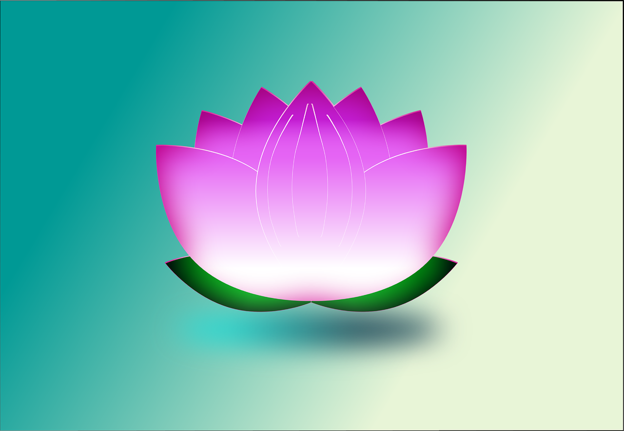 lotus  flower  nature free photo