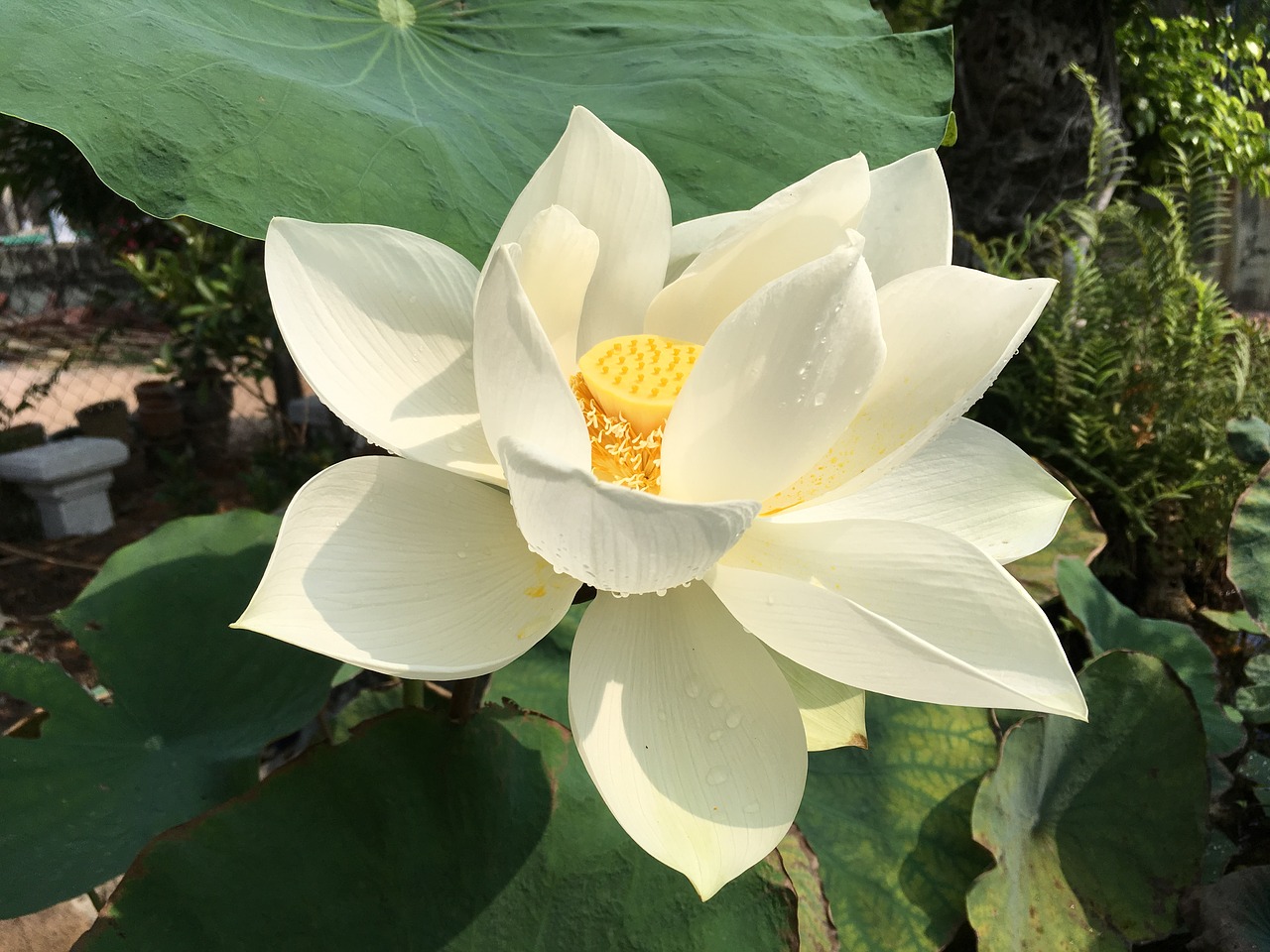 lotus  white  flower free photo