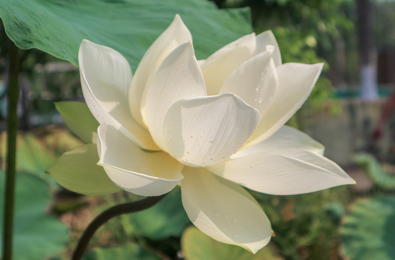 lotus  cute  plant free photo