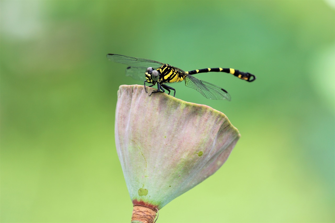 lotus  dragonfly  green free photo