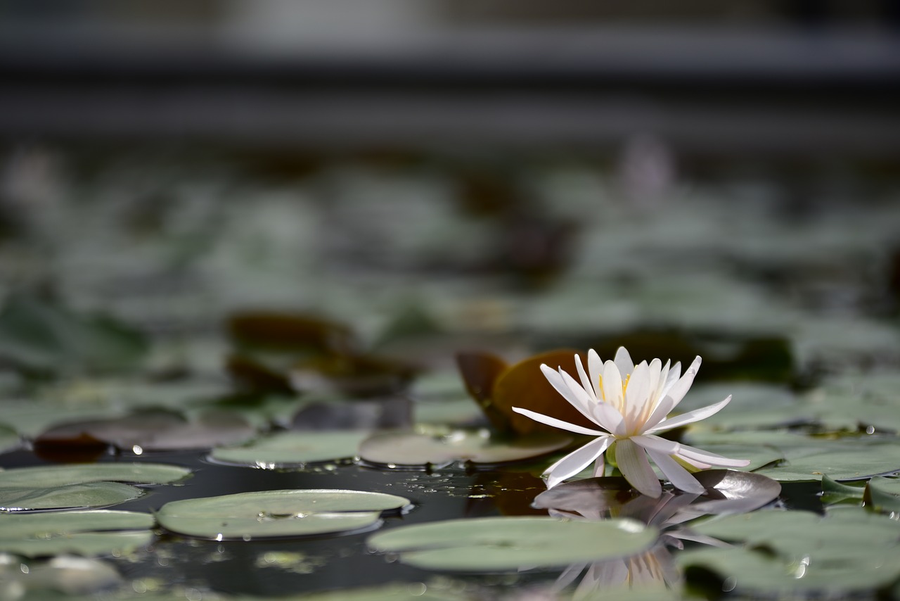 lotus  flowers  petal free photo