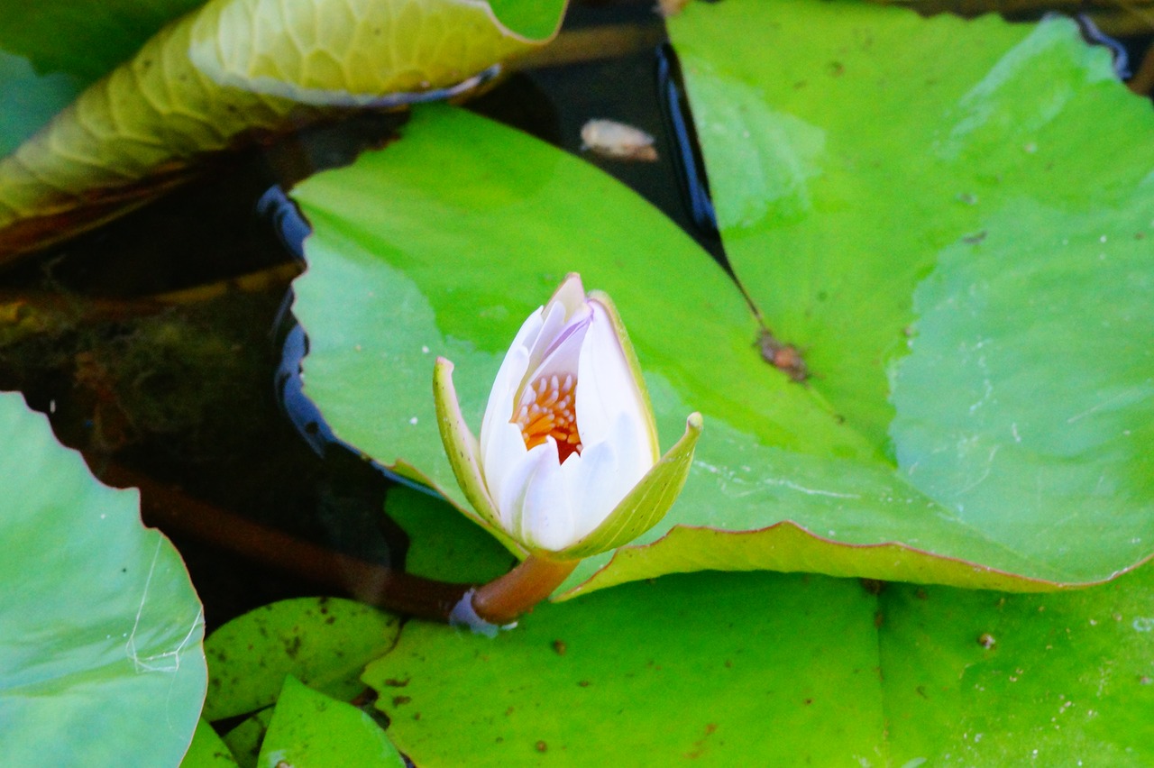 lotus  flower  nature free photo