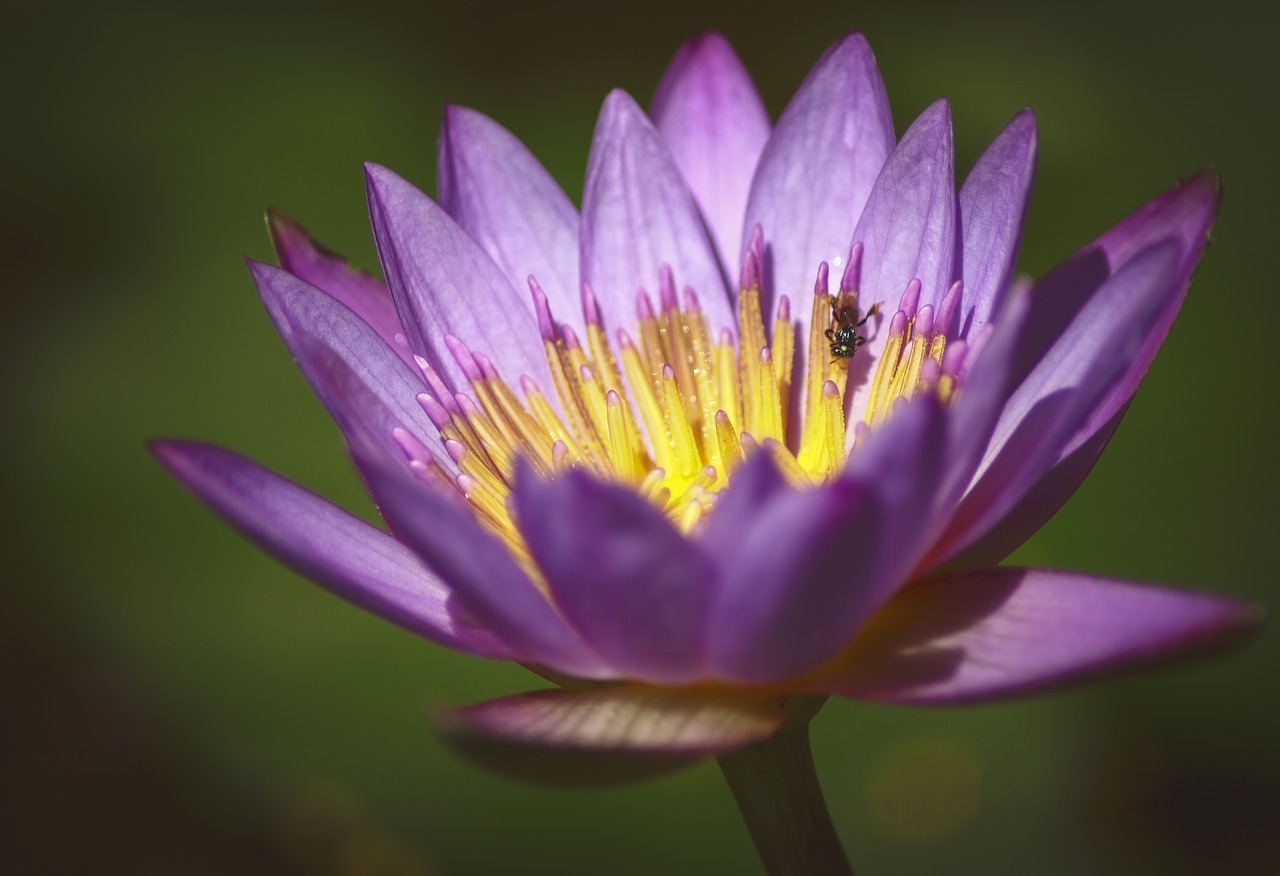 lotus  flowers  bee free photo