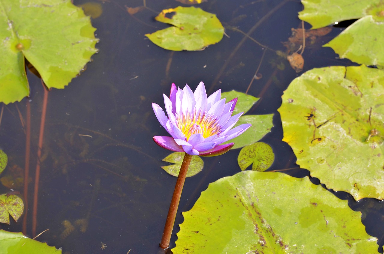 lotus  flower  nature free photo