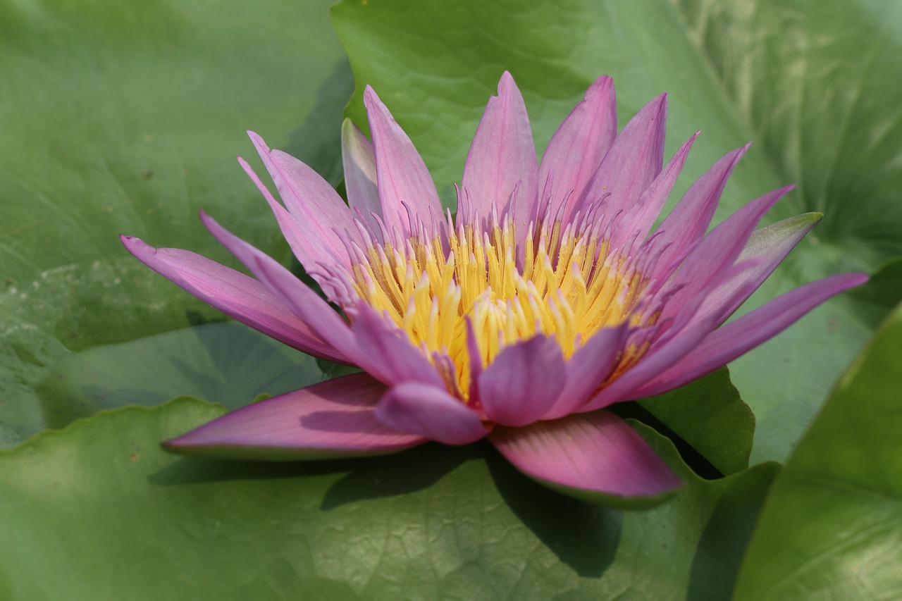 lotus  flower  pink free photo