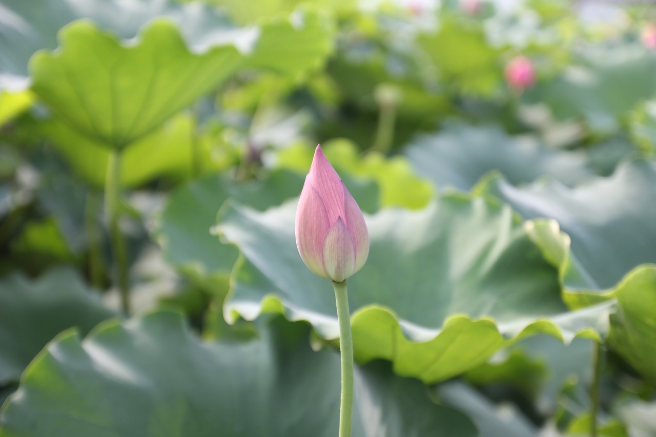 lotus bud blossom free photo