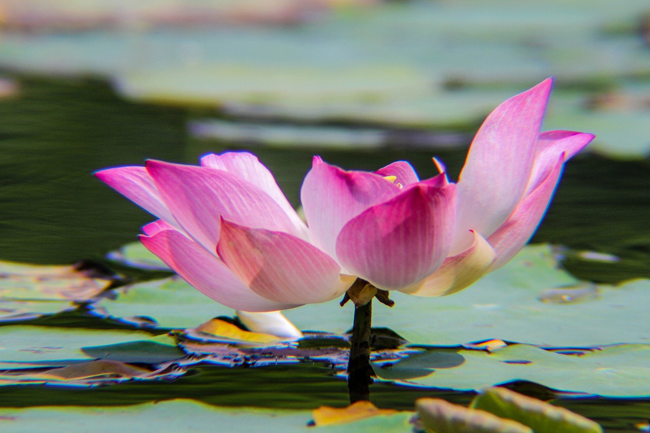 lotus  plant  flower free photo