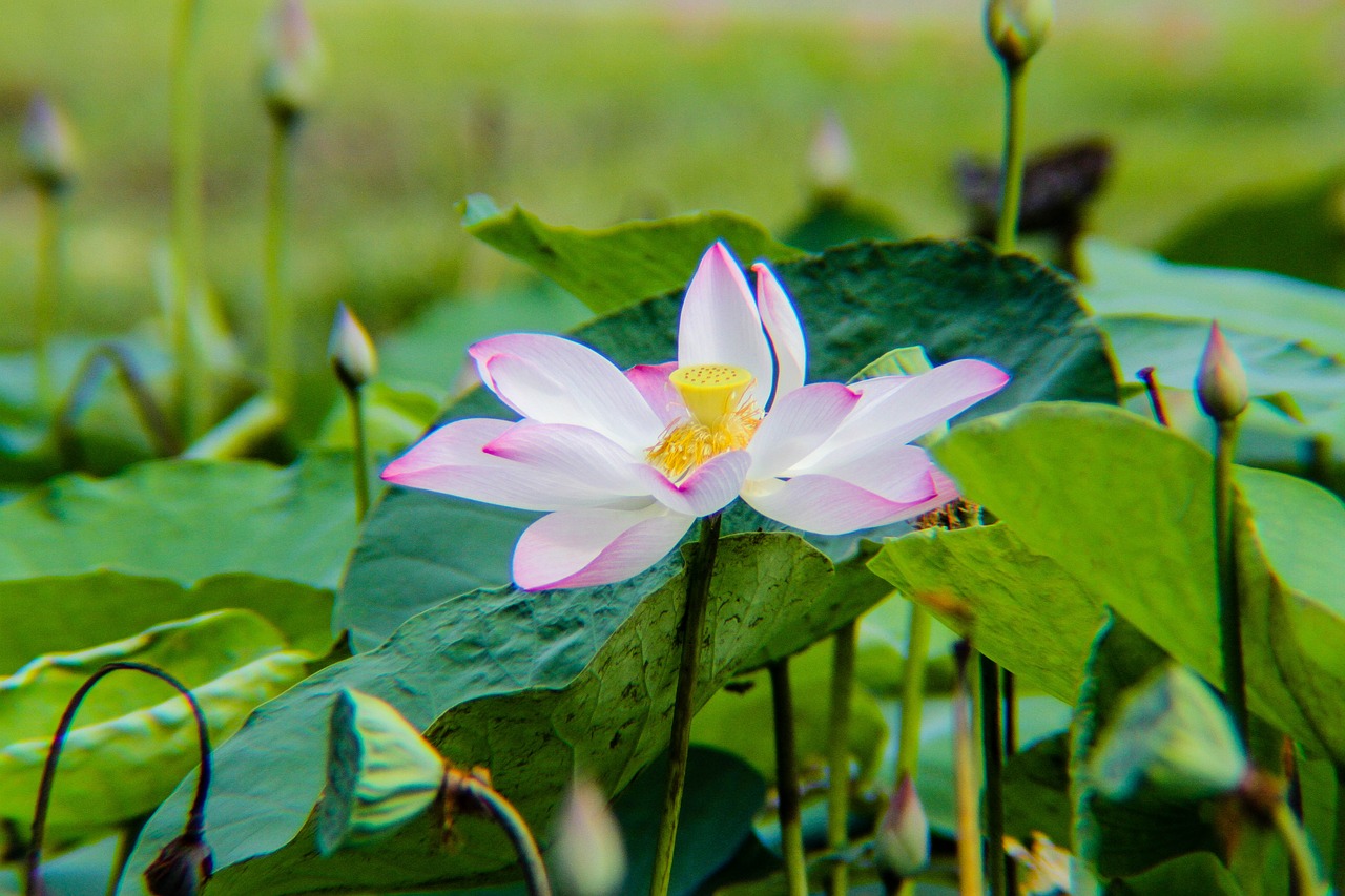 lotus  plant  flower free photo