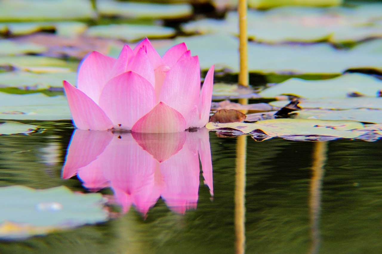 lotus  plant  flower free photo