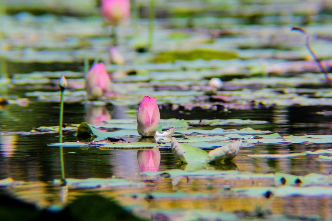 lotus  plant  flower free photo