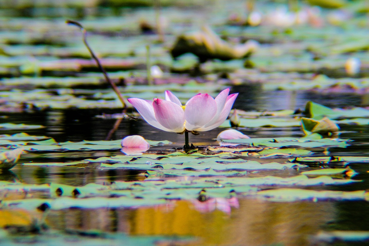 lotus  plant  flower free photo