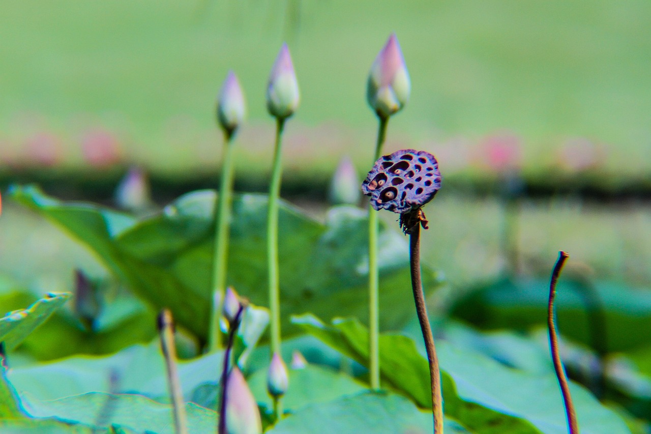 lotus  plant  flower free photo