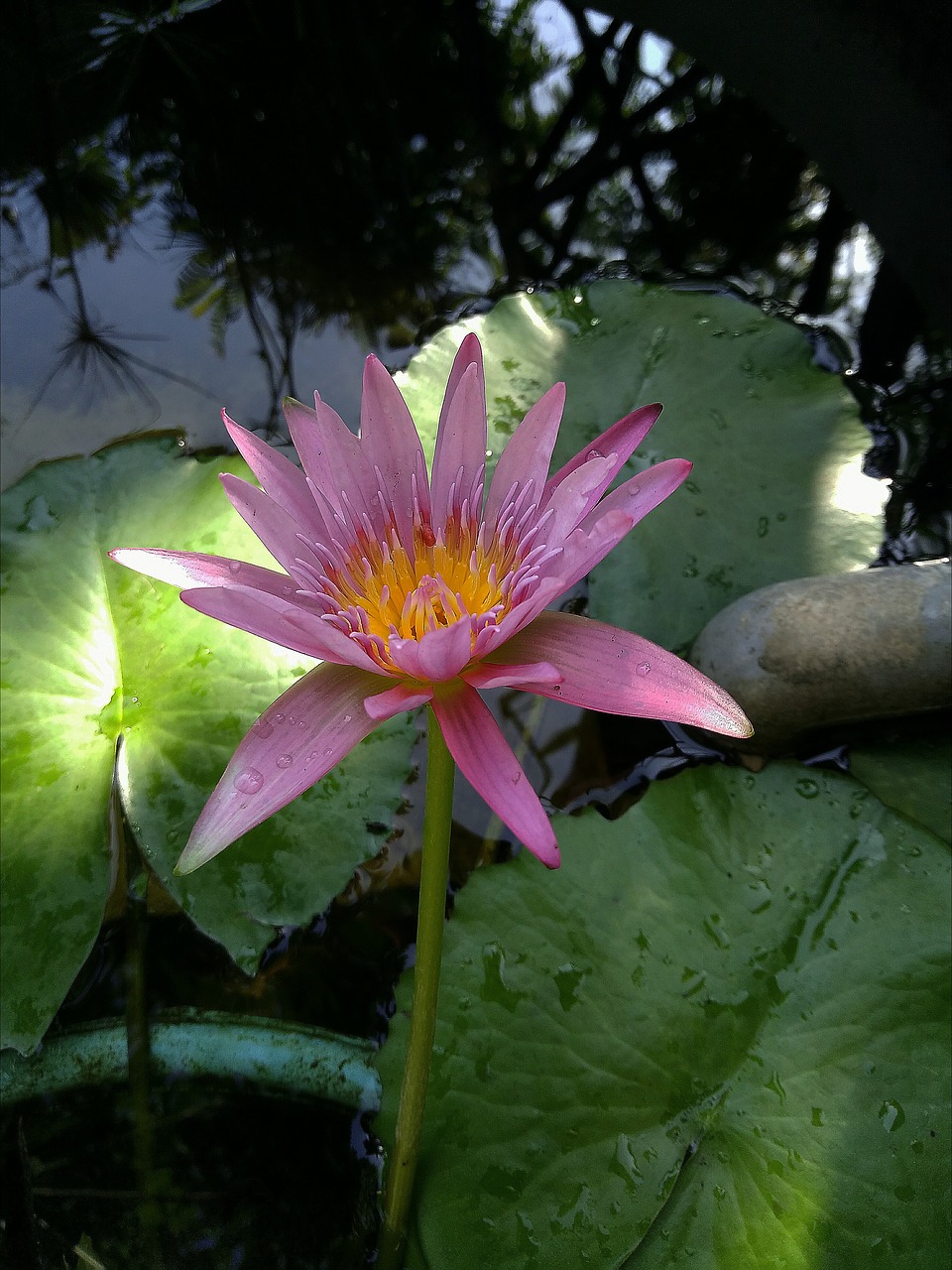 lotus  flowers  fireworks free photo