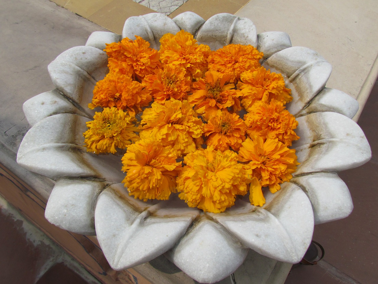 lotus marigolds beautiful free photo