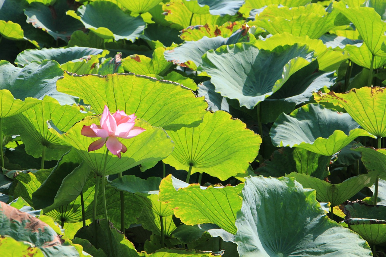 lotus lotus pond lotus leaf free photo