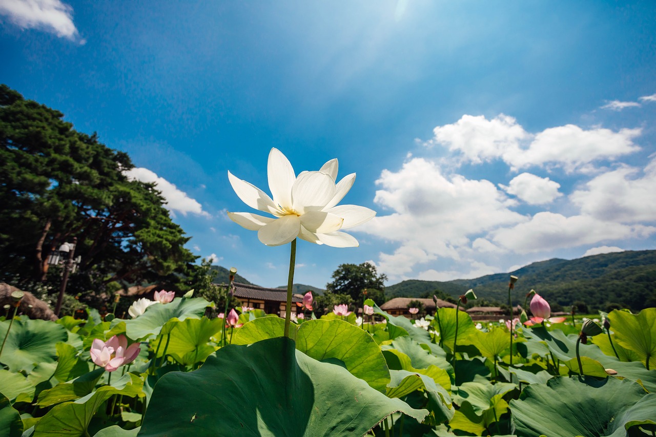 lotus  sky  nature free photo