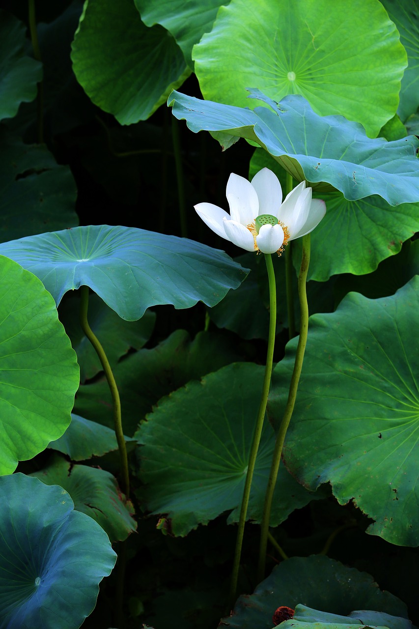 lotus  pond  plants free photo