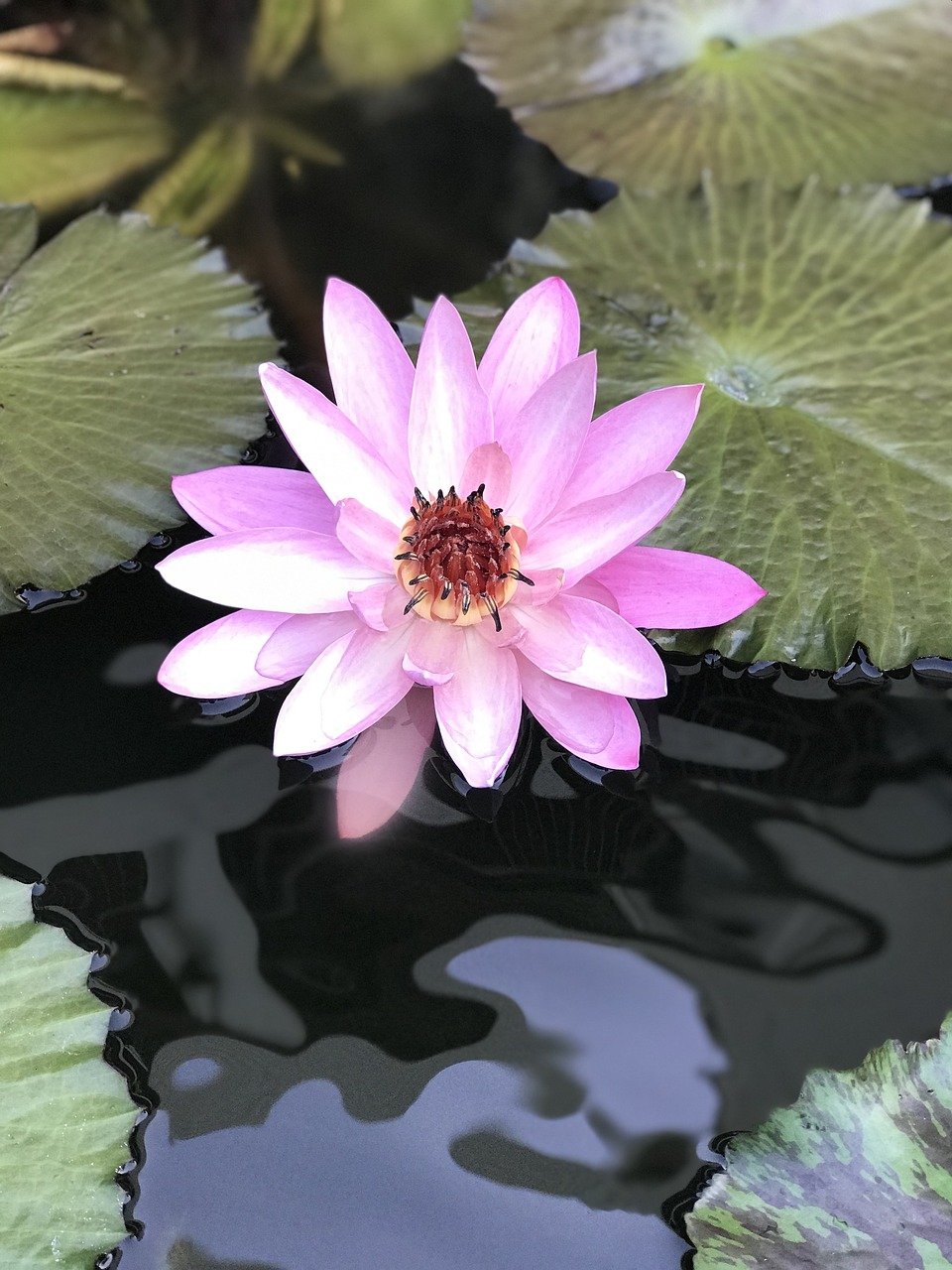 lotus  water  meditation free photo